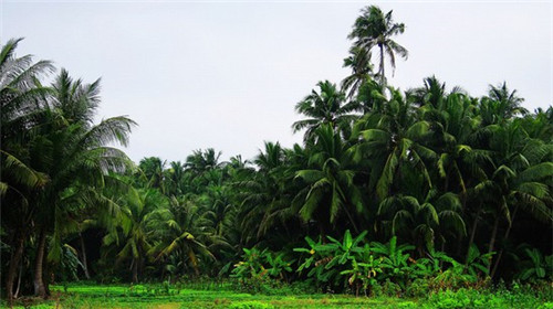 冬笋炒好吃还是煮好吃（冬笋直接炒）